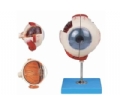 SYL/17101 眼球放大模型