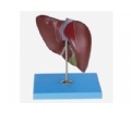 SYL/12008 肝脏模型