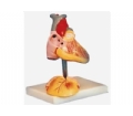 SYL/16008 儿童心脏解剖放大模型