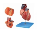 SYL/16007 心脏解剖放大模型