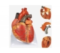 SYL/16006 成人心脏解剖放大模型