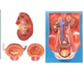 SYL/14004 泌尿系统附腹后壁模型