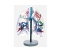 SYL/13009 透明肺段模型