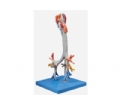 SYL/13006 喉与气管、支气管树模型