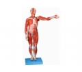 SYL/11302/1 人体全身肌肉解剖模型(缩小模型)