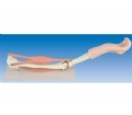 SYL/11210 肘关节与肌肉示教模型