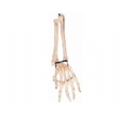 SYL/11125 手掌骨带尺骨和桡骨模型