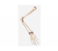 SYL/11124 手臂骨模型