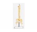 SYL/11105 脊柱、骨盆与股骨头模型