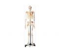 SYL/11102/1 男性全身骨骼附半身肌肉着色附韧带模型