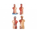 SYL/10003 男性、女性外两性互换肌肉内脏背部开放式头颈躯干模型