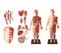 SYL/10001 人体全身层次肌肉附内脏模型