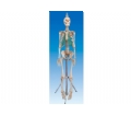 SYL/2001男性全身骨骼模型（真尸）