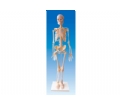 SYL/A102人体骨骼模型85CM