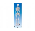 SYL/A101人体骨骼模型170cm