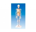 SYL/2004人体骨骼与内脏关系模型