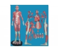 SYL/11302/2 人体全身肌肉解剖模型(自然大)