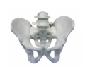 SYL/11129-2 骨盆带两节腰椎模型