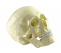 SYL/11110 成人头颅骨模型