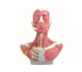 SYL/18228 头、面、颈部解剖和颈外动脉配布模型