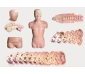 SYL/30004 人体男女性头颈部横断断层解剖模型