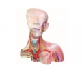 SYL/50013 颅腔及头颈胸局部解剖模型