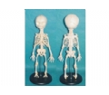 SYL/A100 胎儿骨骼模型