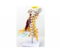 SYL/038 高级颈椎附肌肉模型